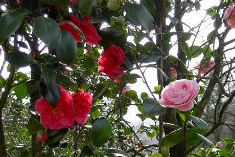 Blooming Camellias in Tuscany